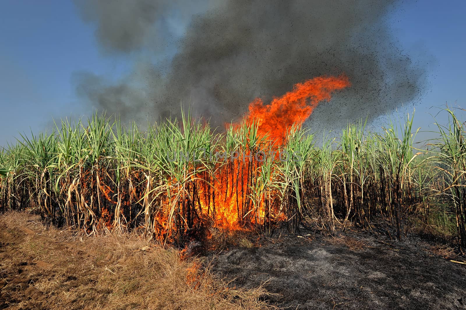 Sugarcane on Fire in thailand by think4photop