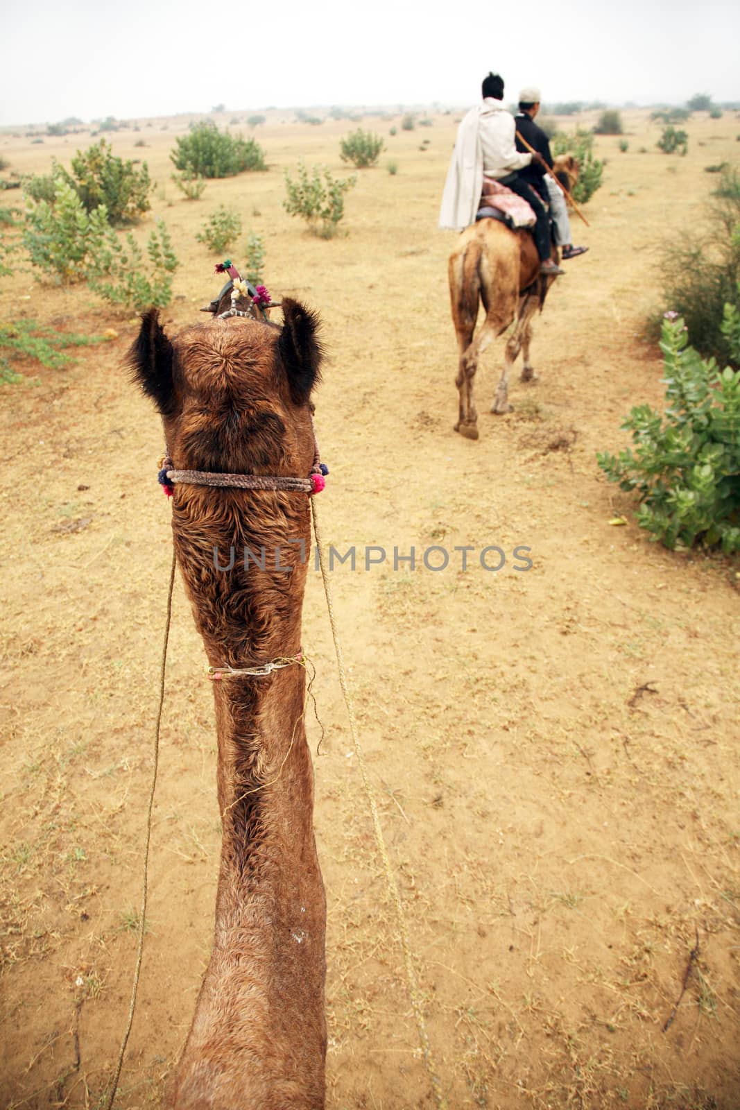 tourists going for a caml trip in the middle of deserts with old by think4photop