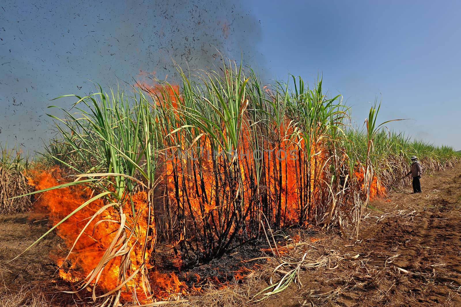 Sugarcane on Fire in thailand by think4photop