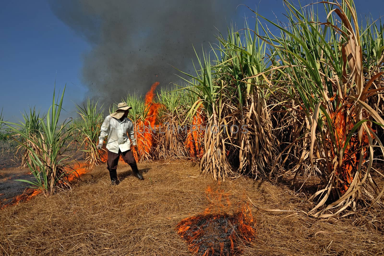 Sugarcane field burning in Thailand by think4photop