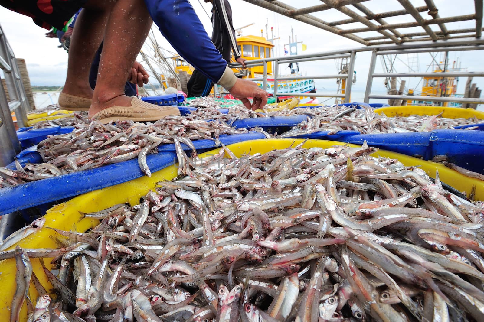 Fresh fish at seafood market in Thailand. by think4photop