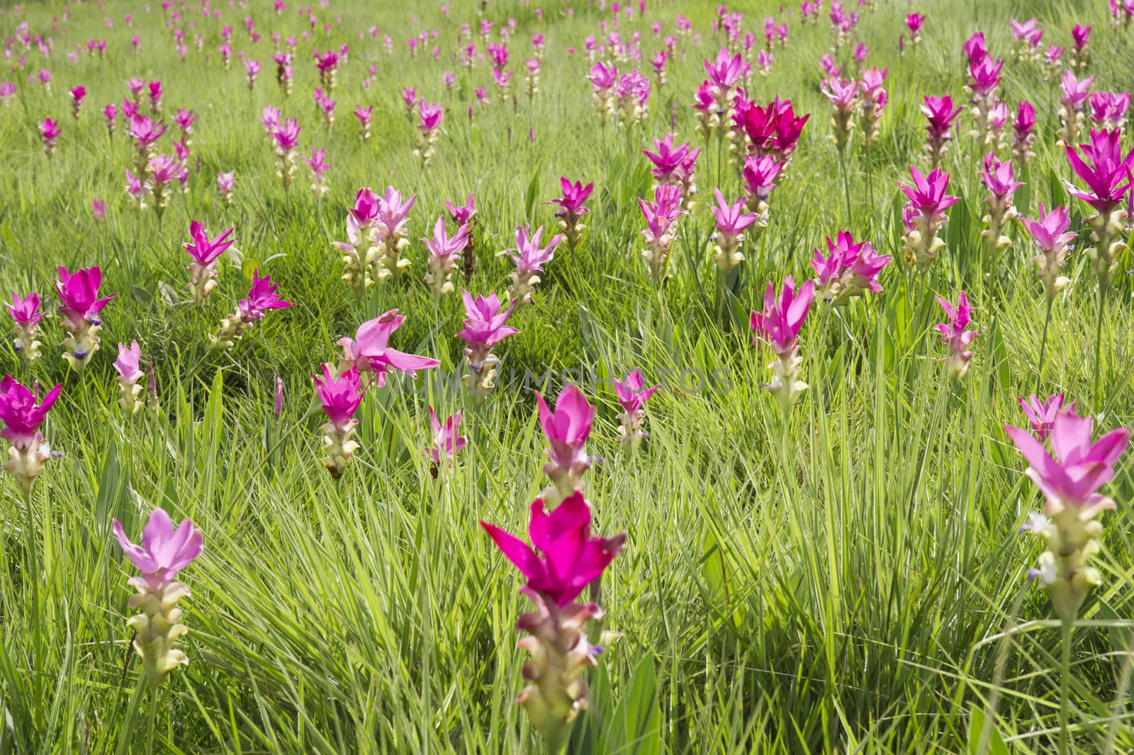 Siam Tulip Field in misty morning by think4photop