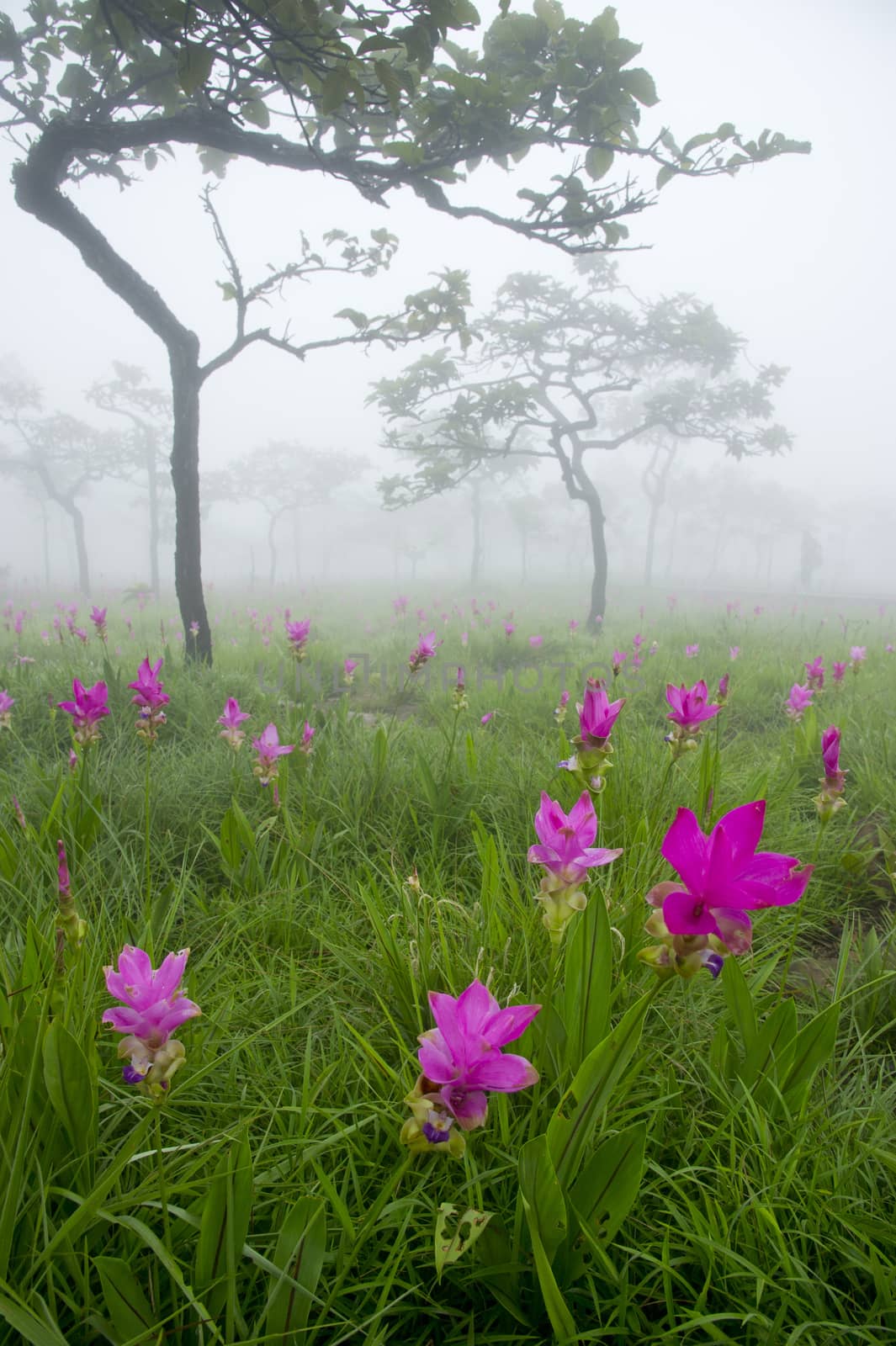 Siam Tulip Field in misty morning by think4photop