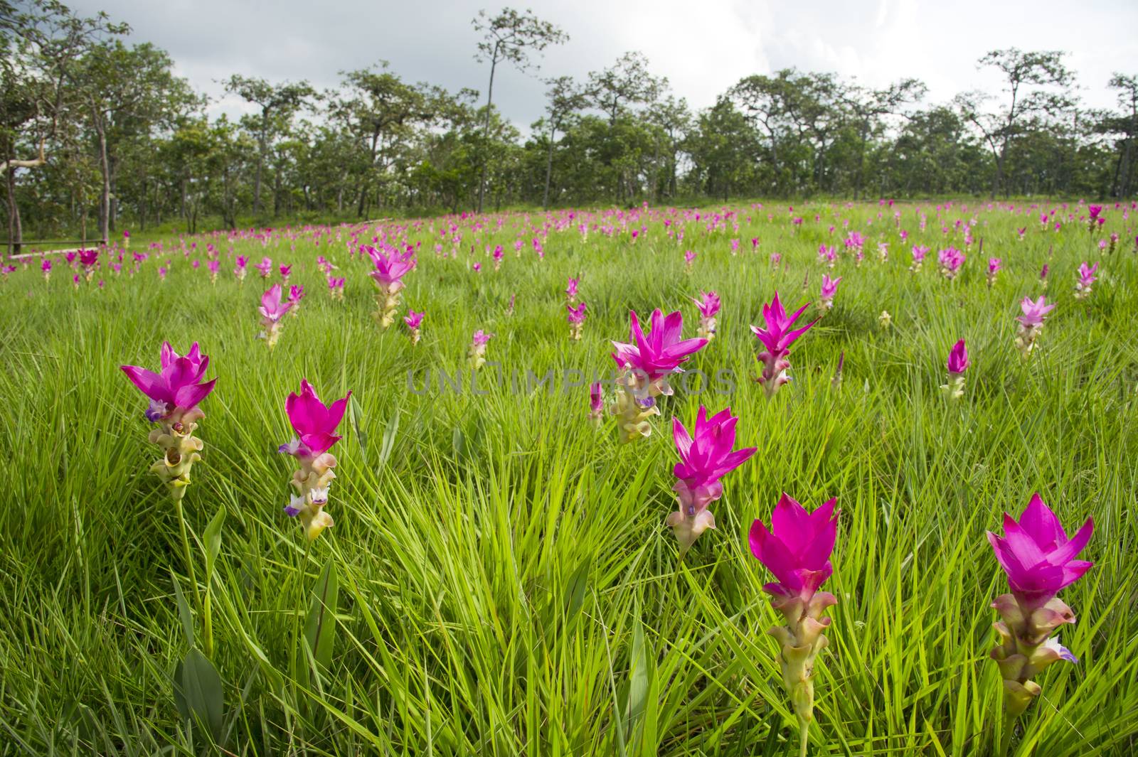 Siam Tulip Field in misty morning