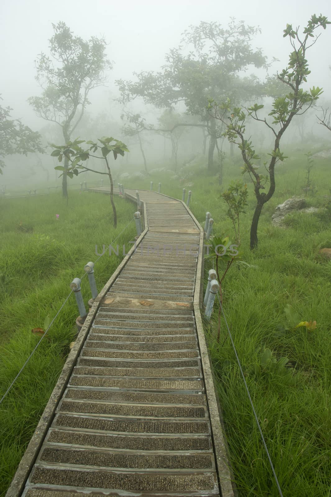 Siam Tulip Field in misty morning