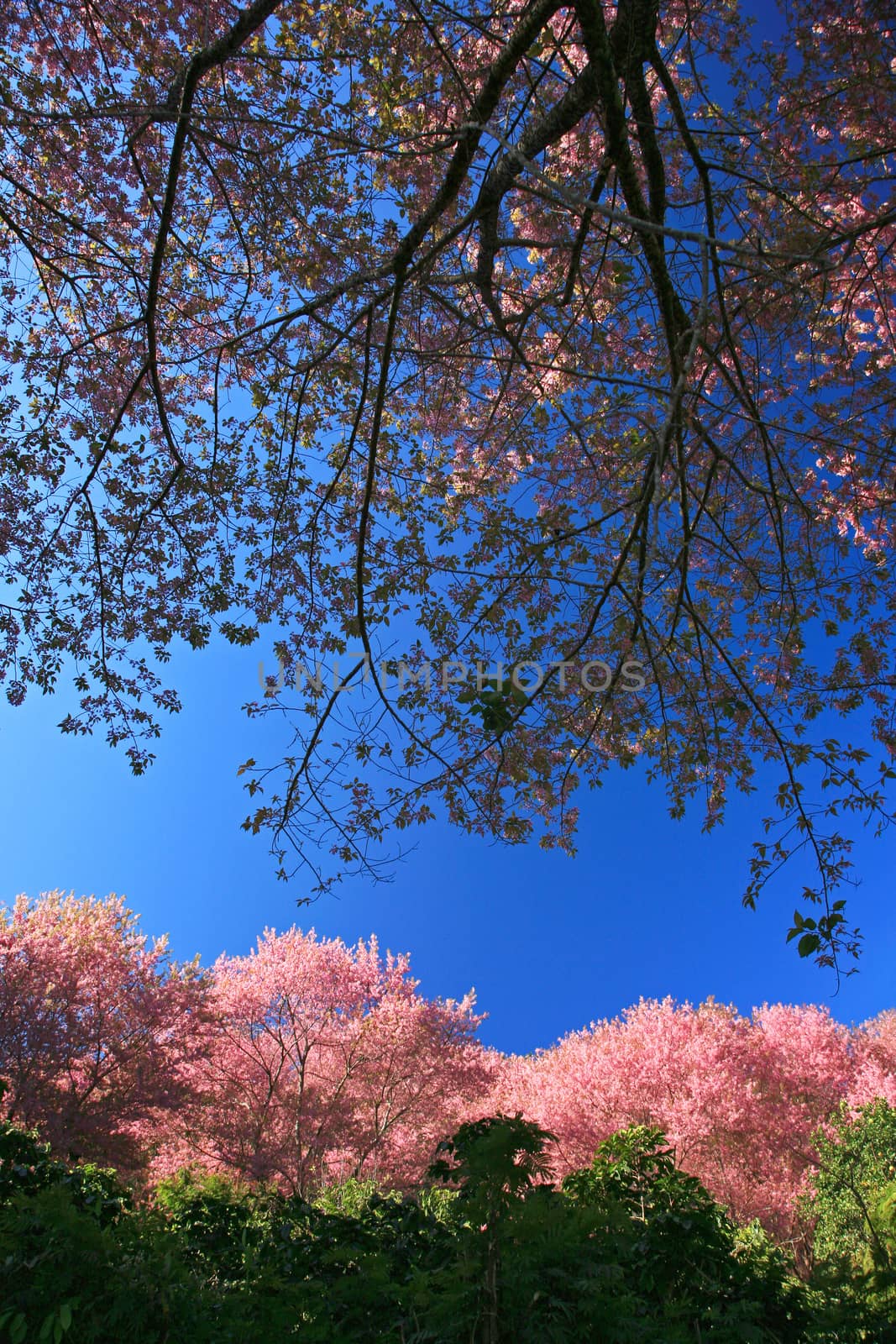 Sakura pink flower on mountain in thailand, cherry blossom by think4photop