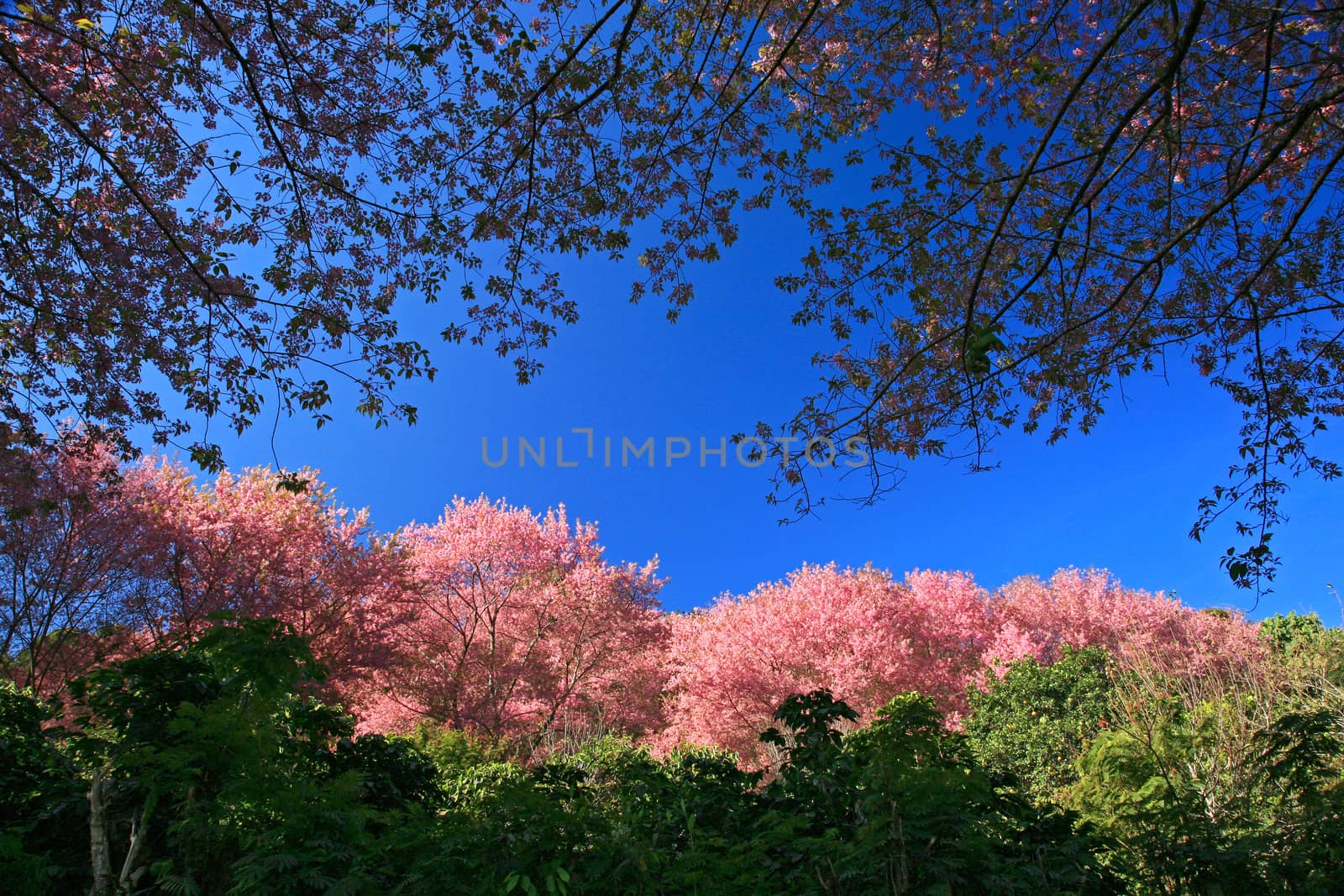 Sakura pink flower on mountain in thailand, cherry blossom