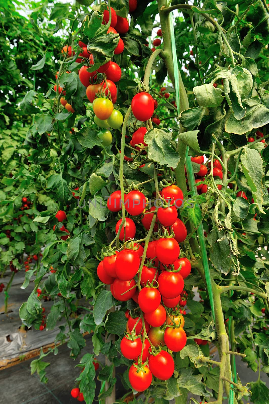 a bunch of tomatoes close-up by think4photop