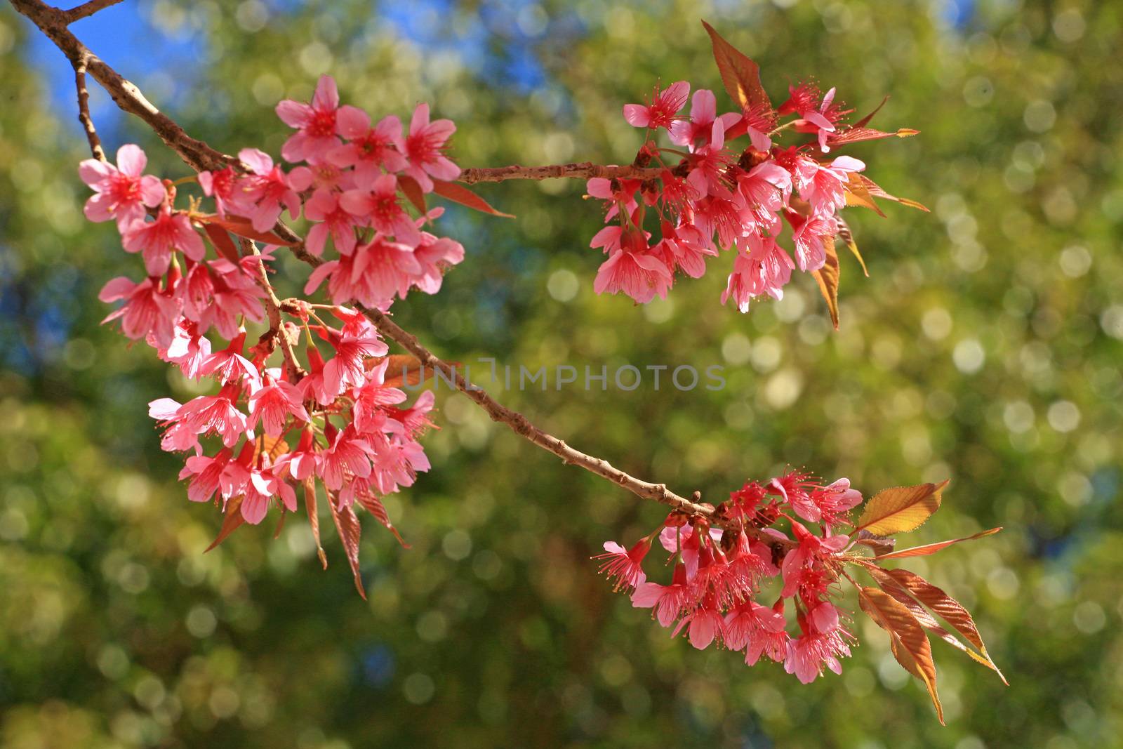 Sakura pink flower on mountain in thailand, cherry blossom