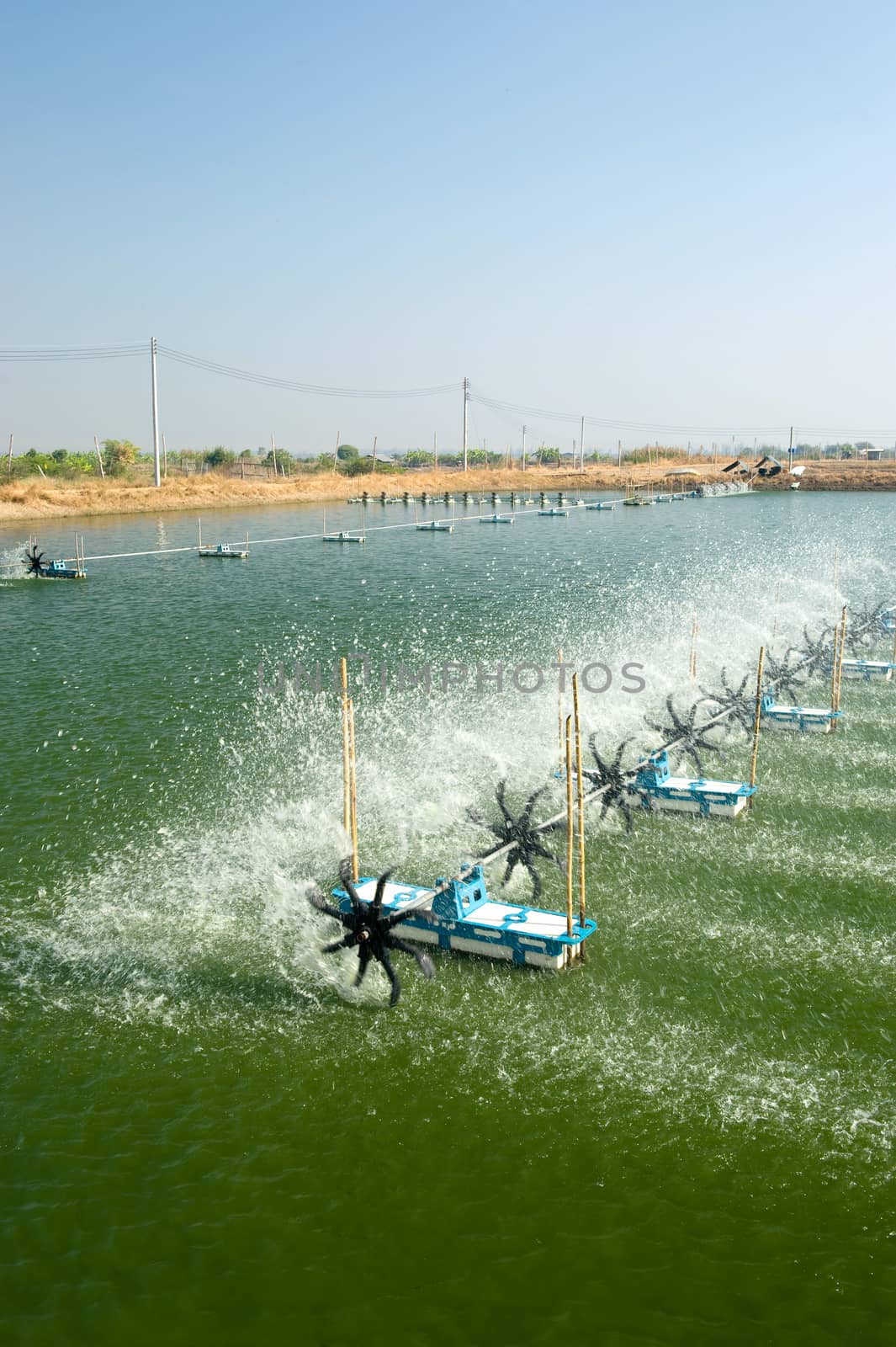 Shrimp Farm near bangkok, Thailand.