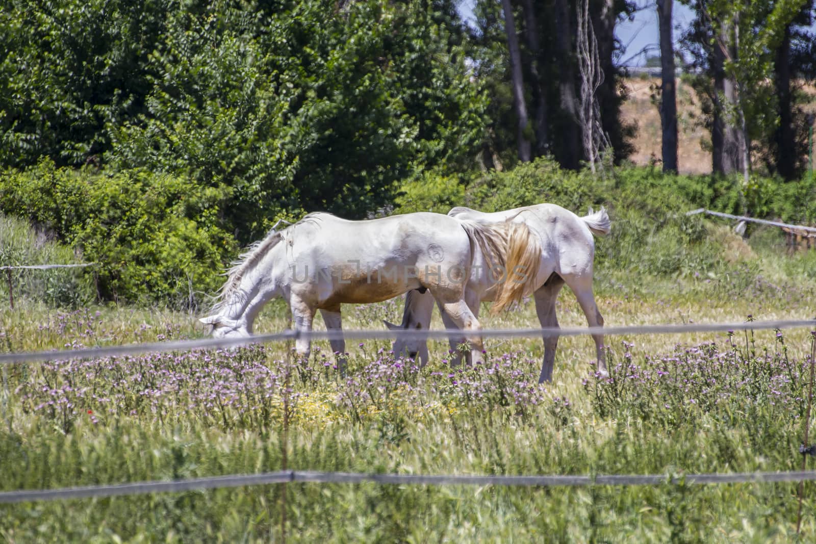 group of horses grazing in a green pasture, spanish horses