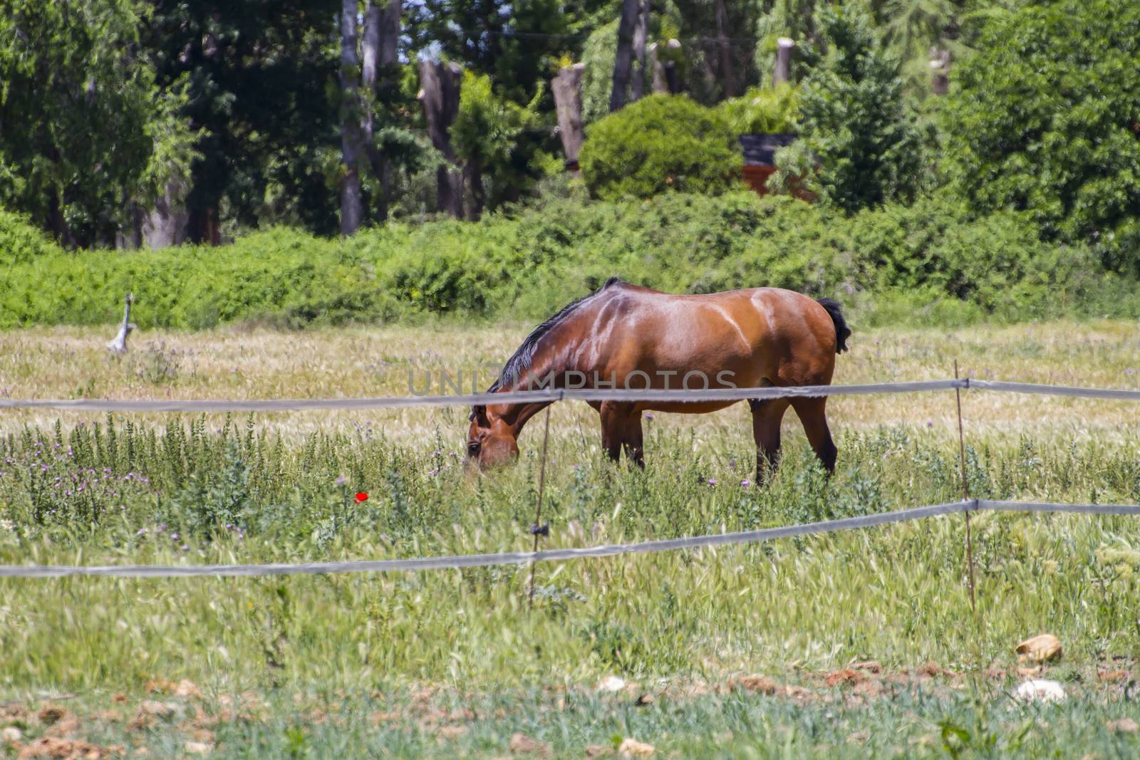 brown horse grazing in a green pasture, spanish horses by FernandoCortes