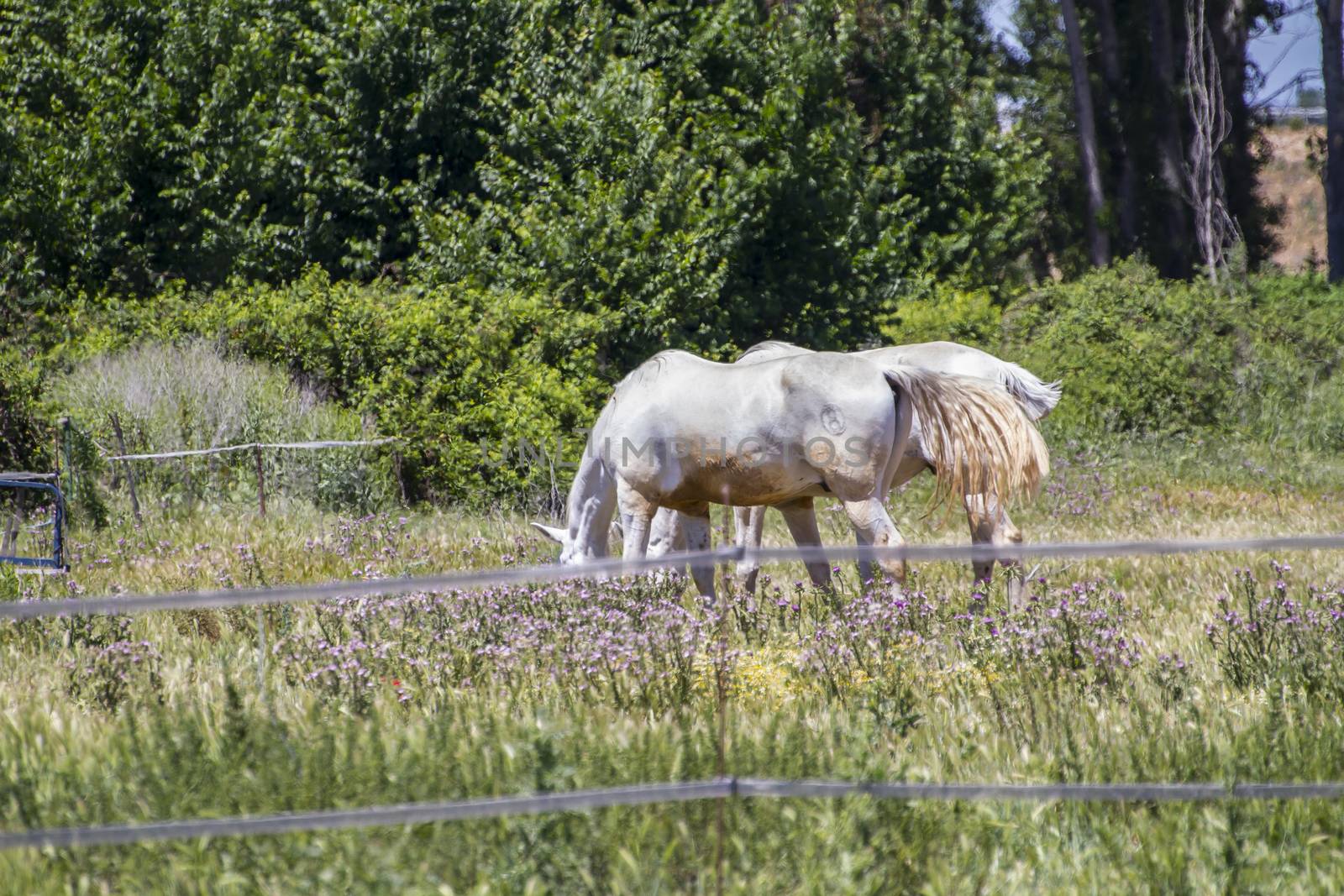 group of horses grazing in a green pasture, spanish horses