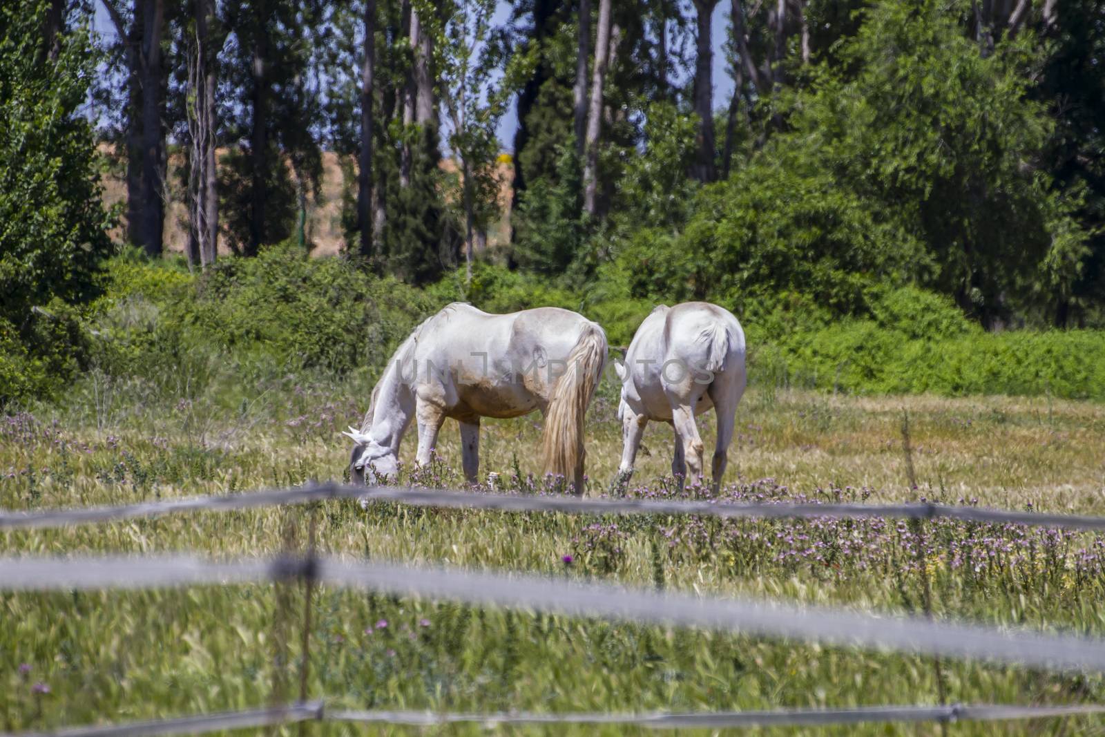 group of horses grazing in a green pasture, spanish horses by FernandoCortes