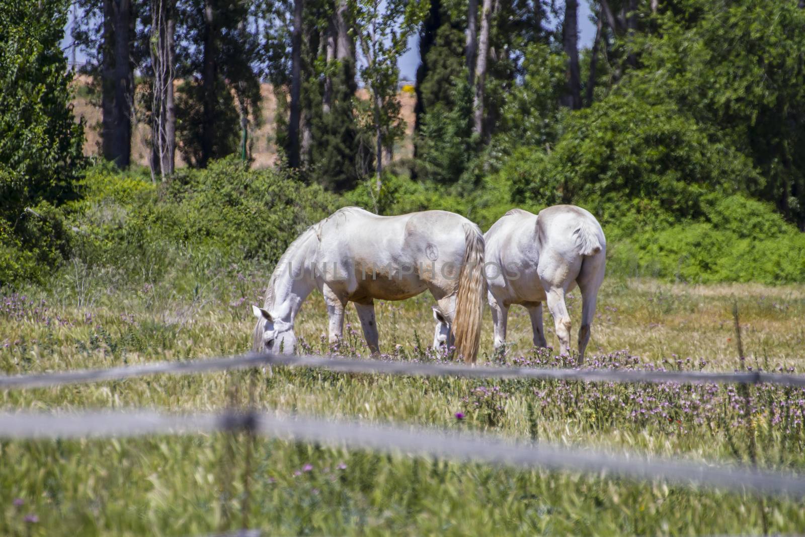 group of horses grazing in a green pasture, spanish horses by FernandoCortes