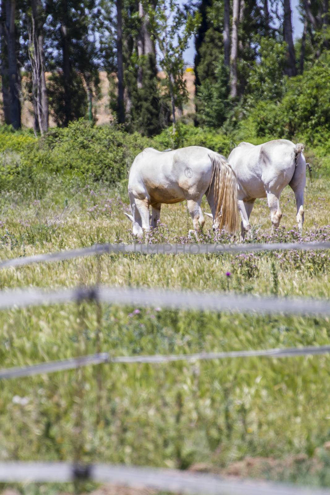 group of horses grazing in a green pasture, spanish horses by FernandoCortes