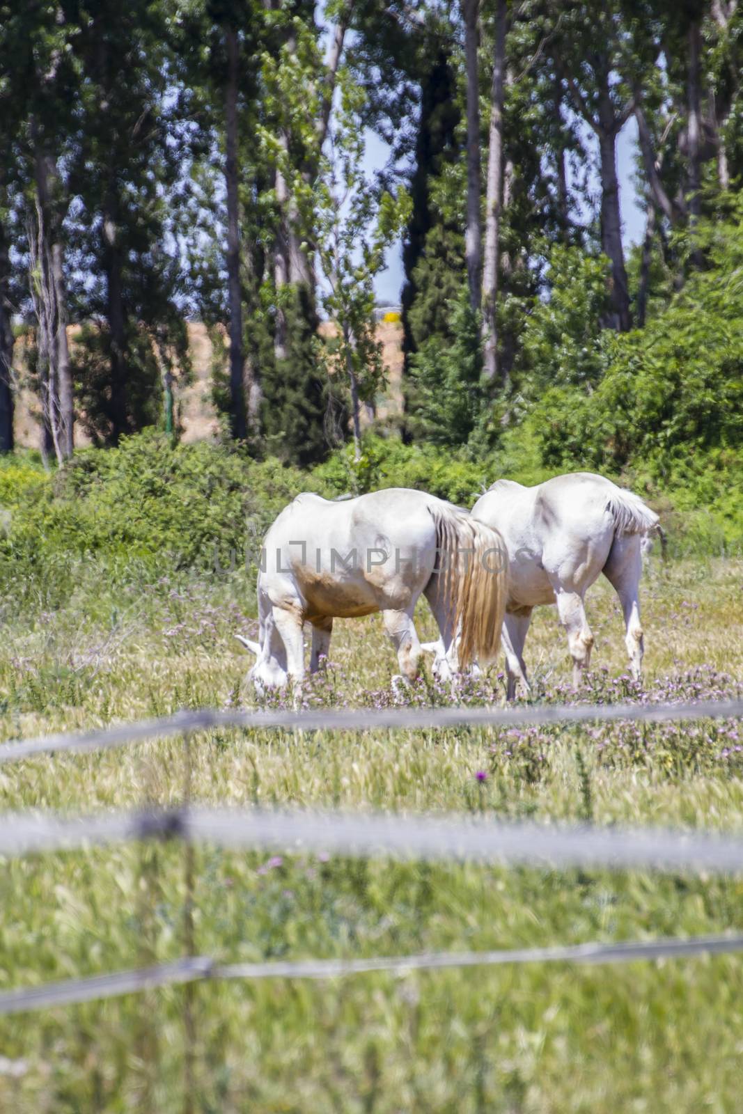 group of horses grazing in a green pasture, spanish horses by FernandoCortes