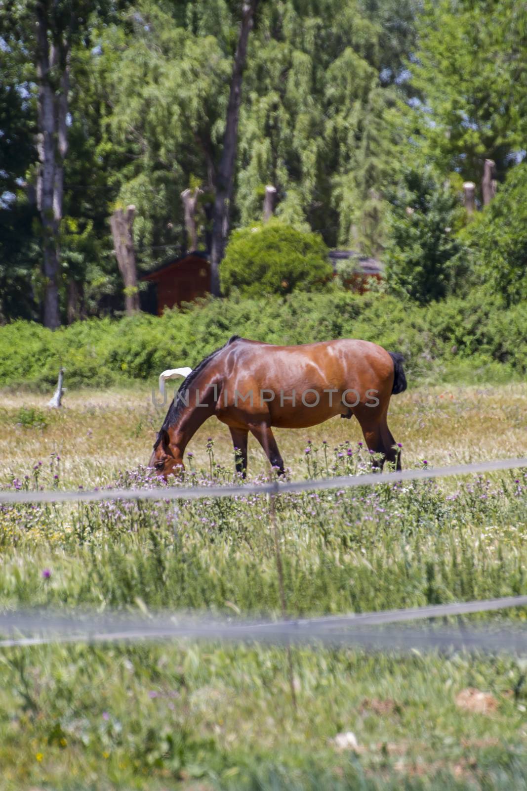 brown horse grazing in a green pasture, spanish horses