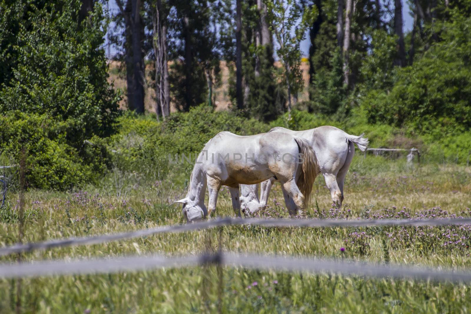 group of horses grazing in a green pasture, spanish horses