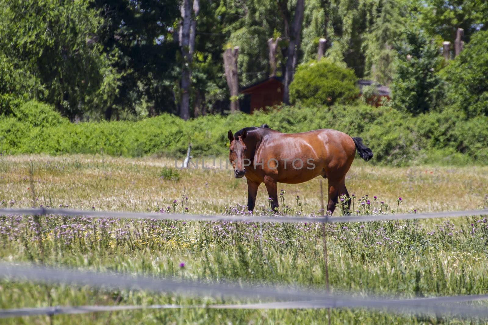 brown horse grazing in a green pasture, spanish horses by FernandoCortes