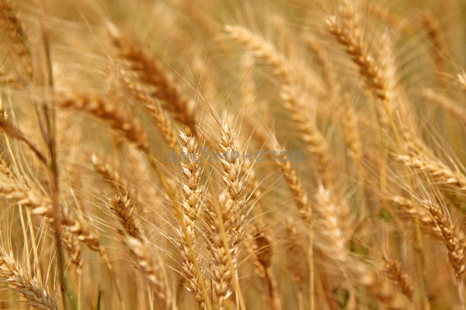 Yellow grain ready for harvest growing in farm field