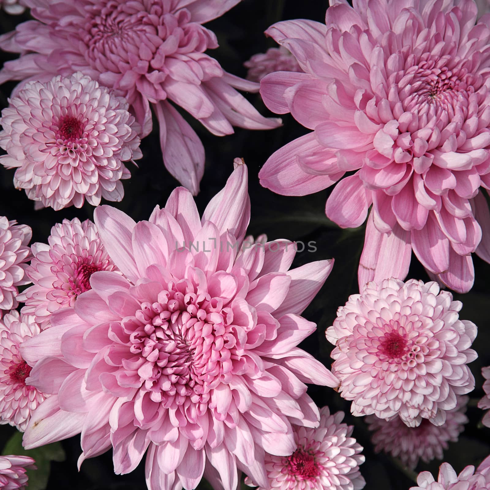 Background of the beautiful pink chrysanthemum flower