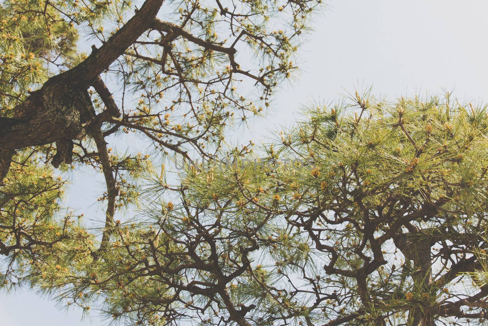 Pine Matsu Tree in japan