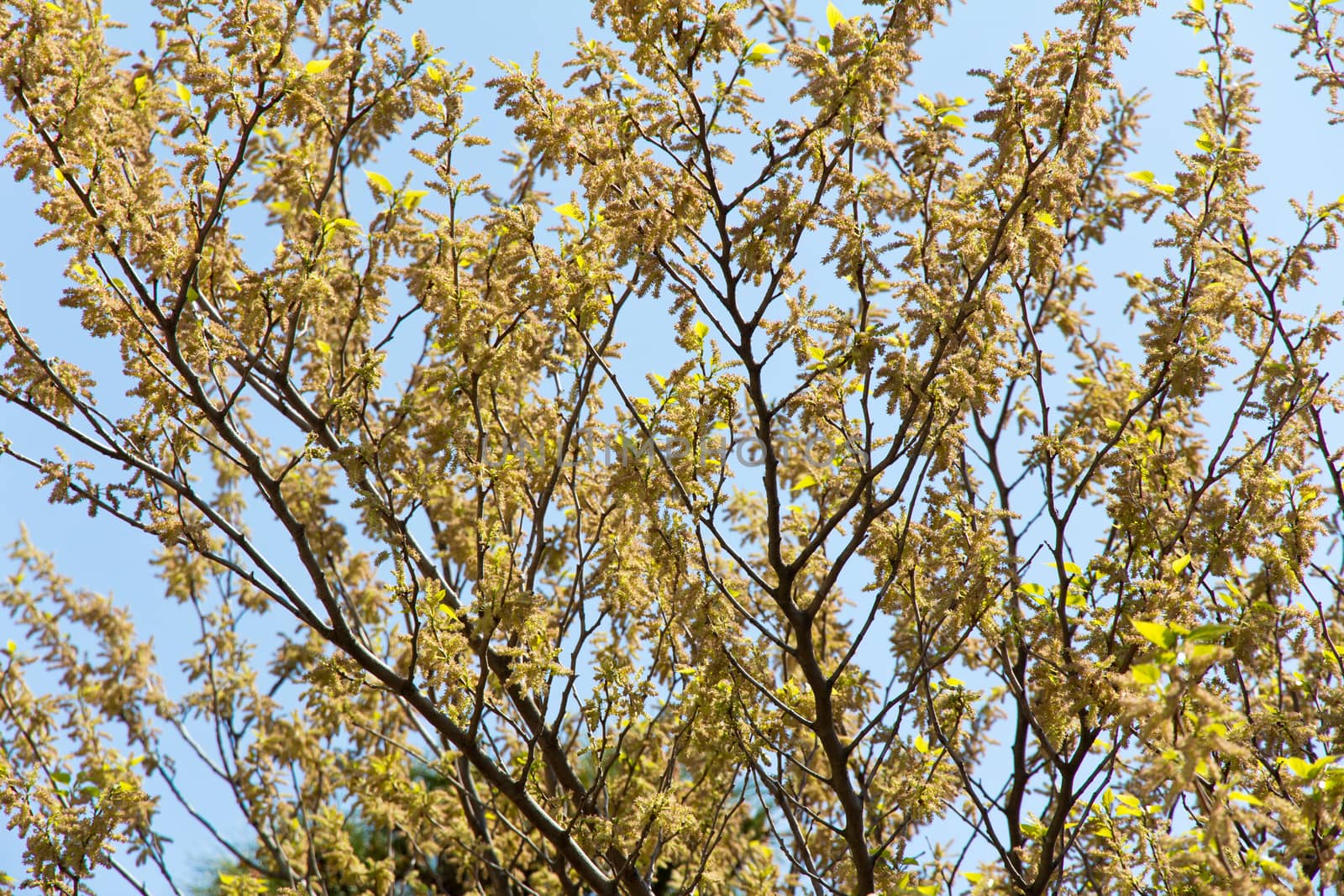 Autumn leaves with blue sky