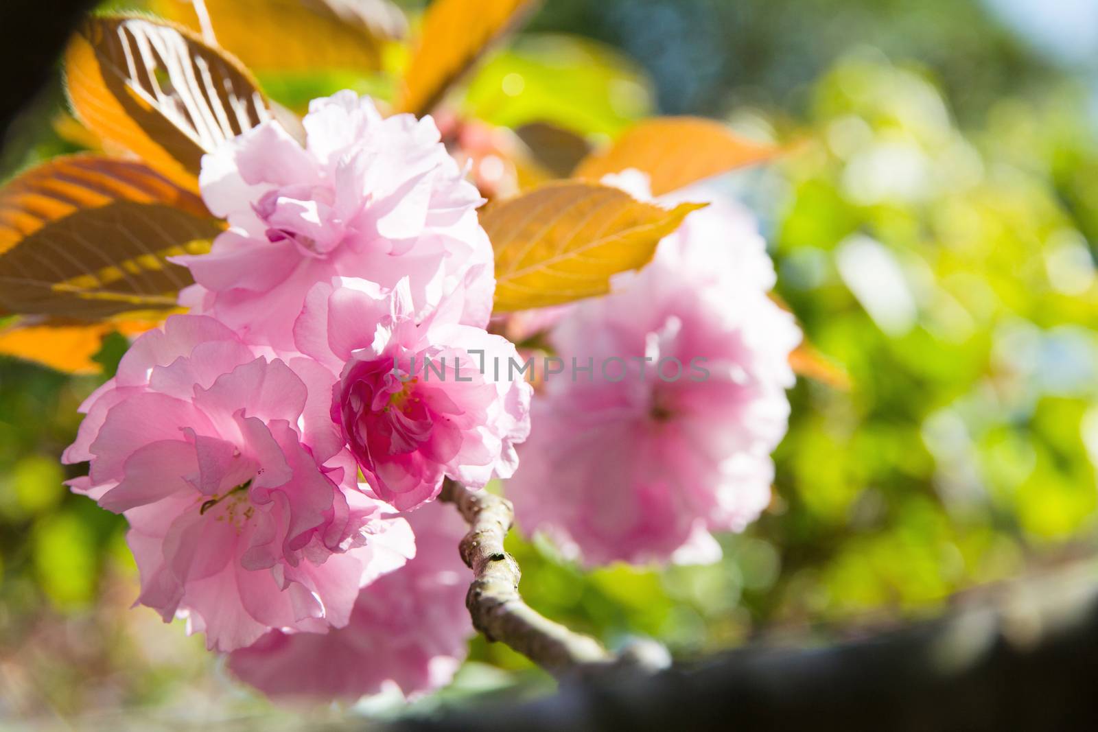 Blooming double cherry blossom