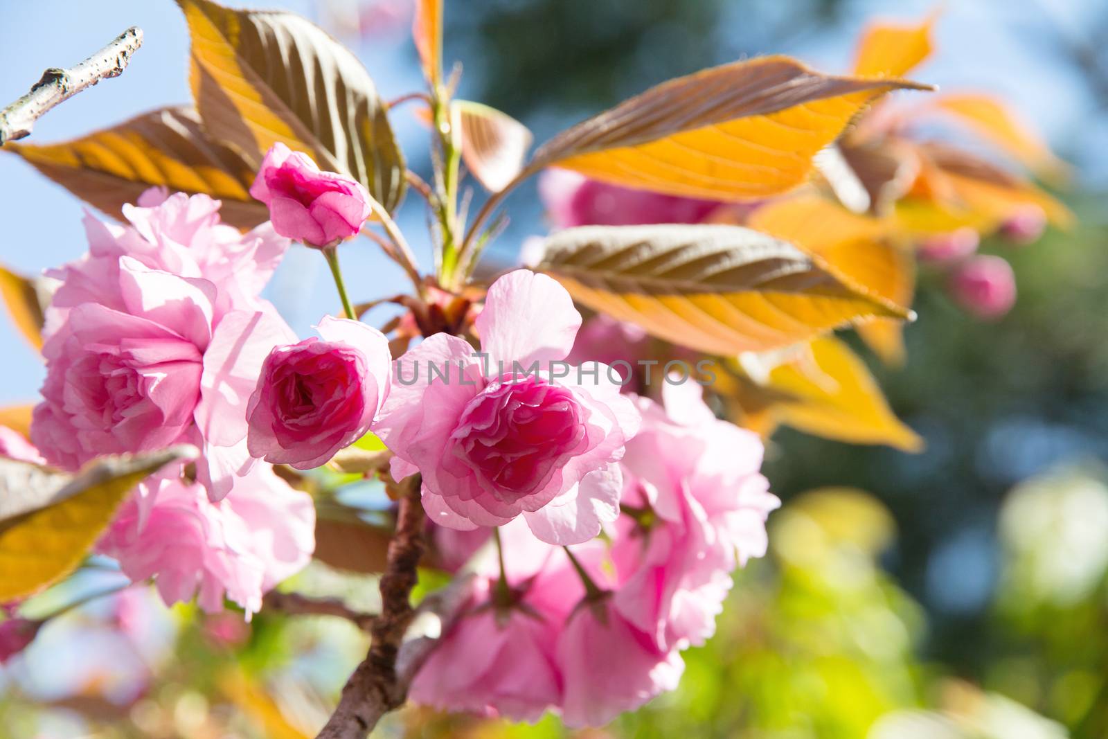 Blooming double cherry blossom