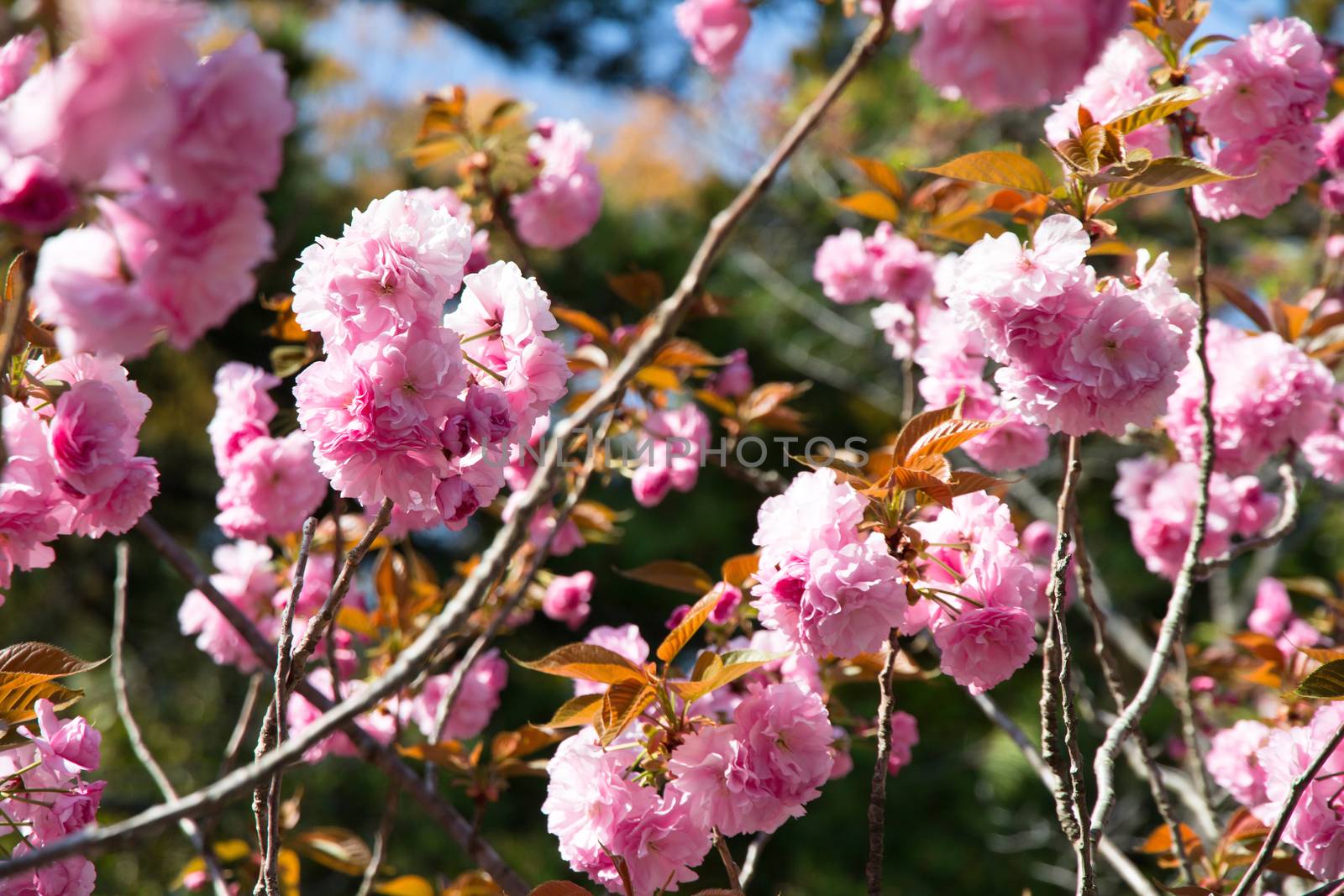 Blooming double cherry blossom