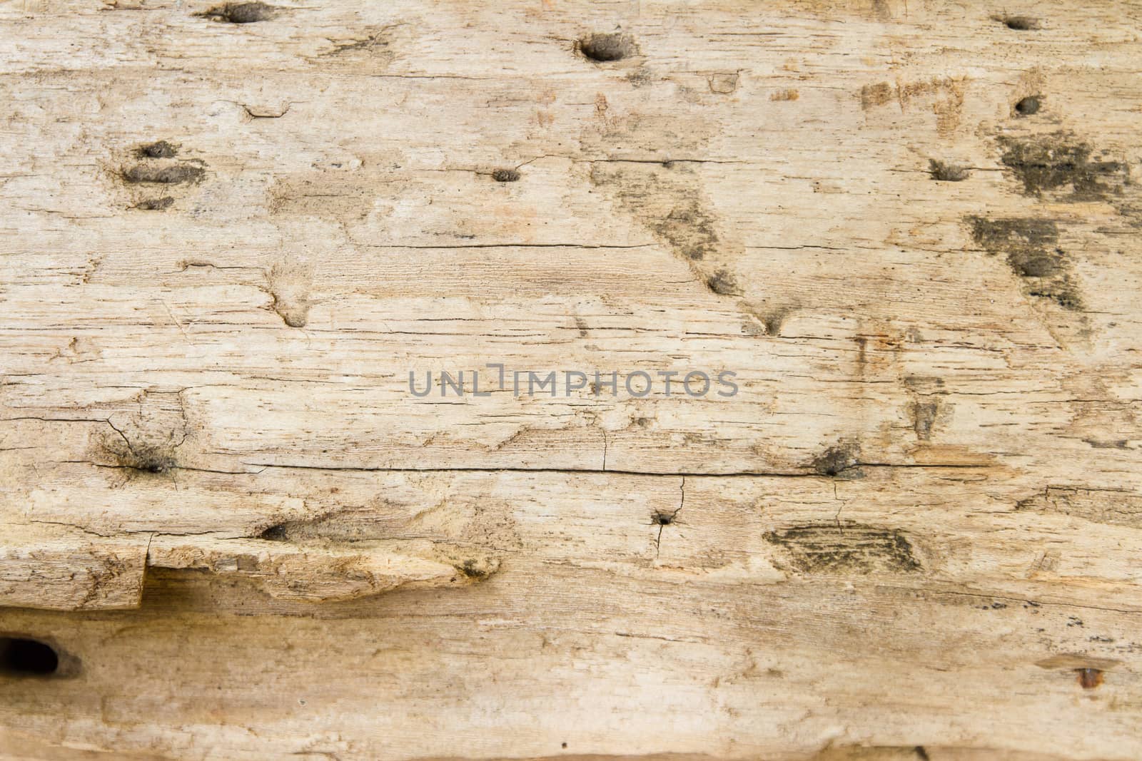Close up view of wood texture background