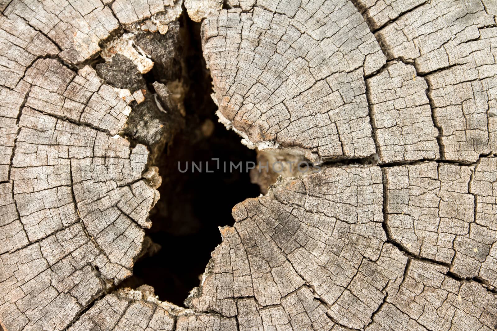 Dry wood texture of cut stump