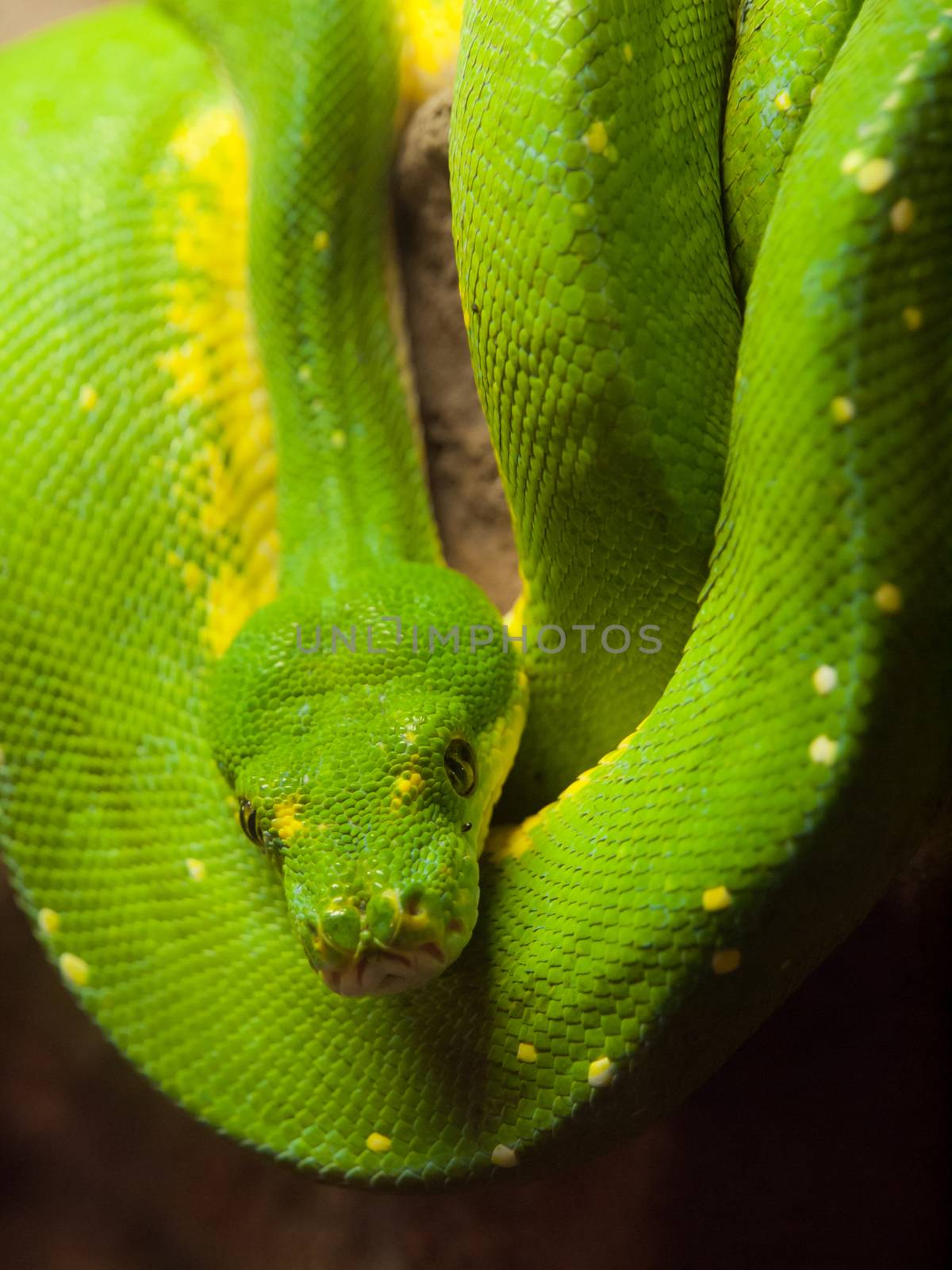 Green tree python (Morelia viridis) - rain forest snake