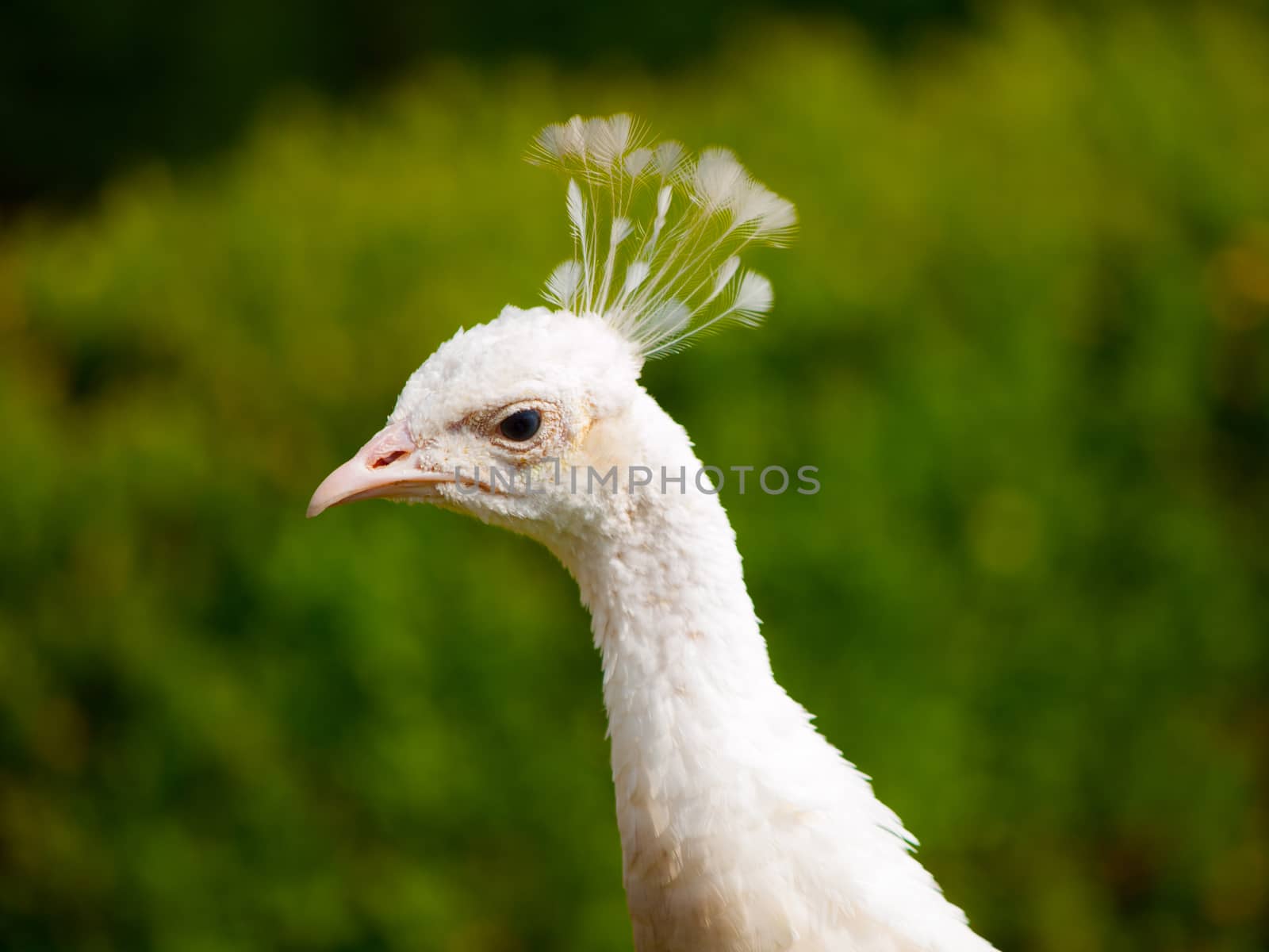 Detailed close-up view of white peacock's head