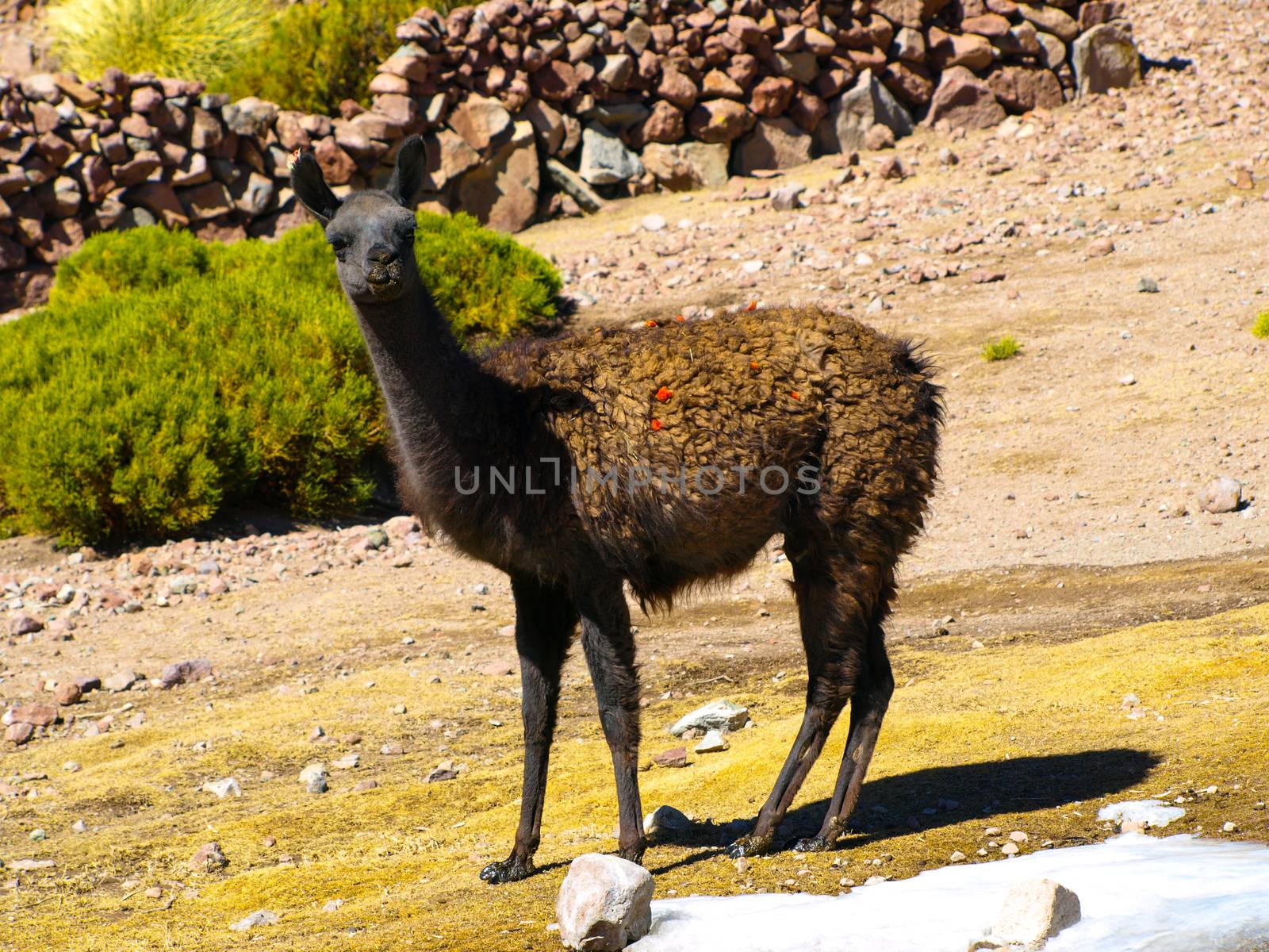 Brown lama on the pasture by pyty