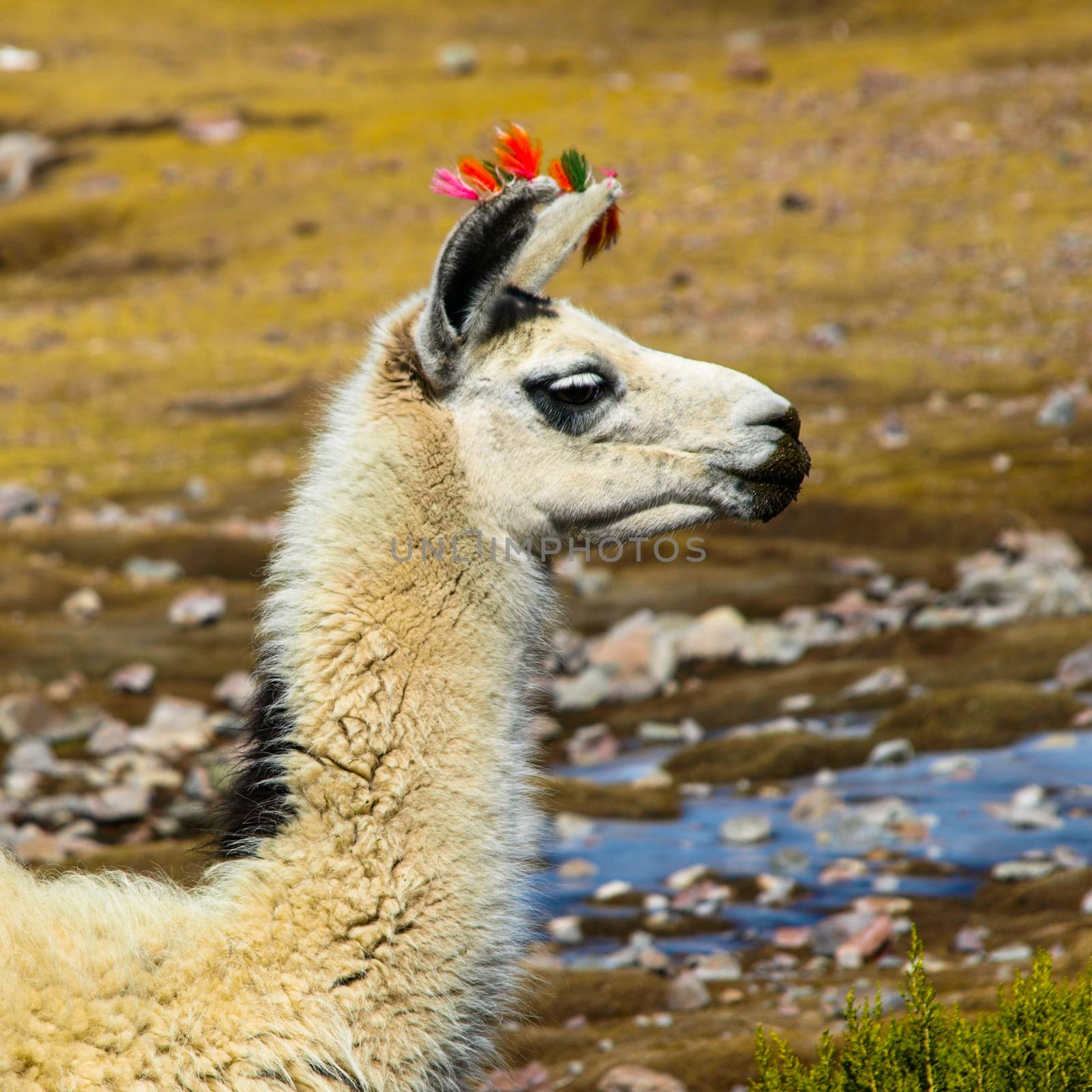 White llama with red ear tassels from right side