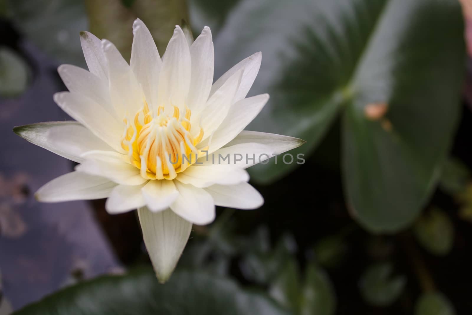 White water-lily by letoakin