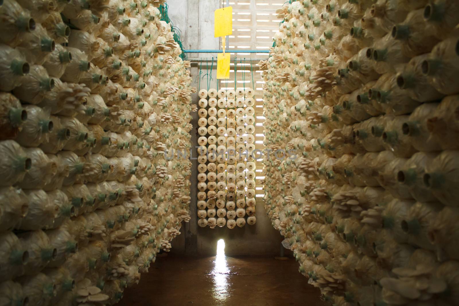 Stack of mushroom cubes in a close farm by letoakin