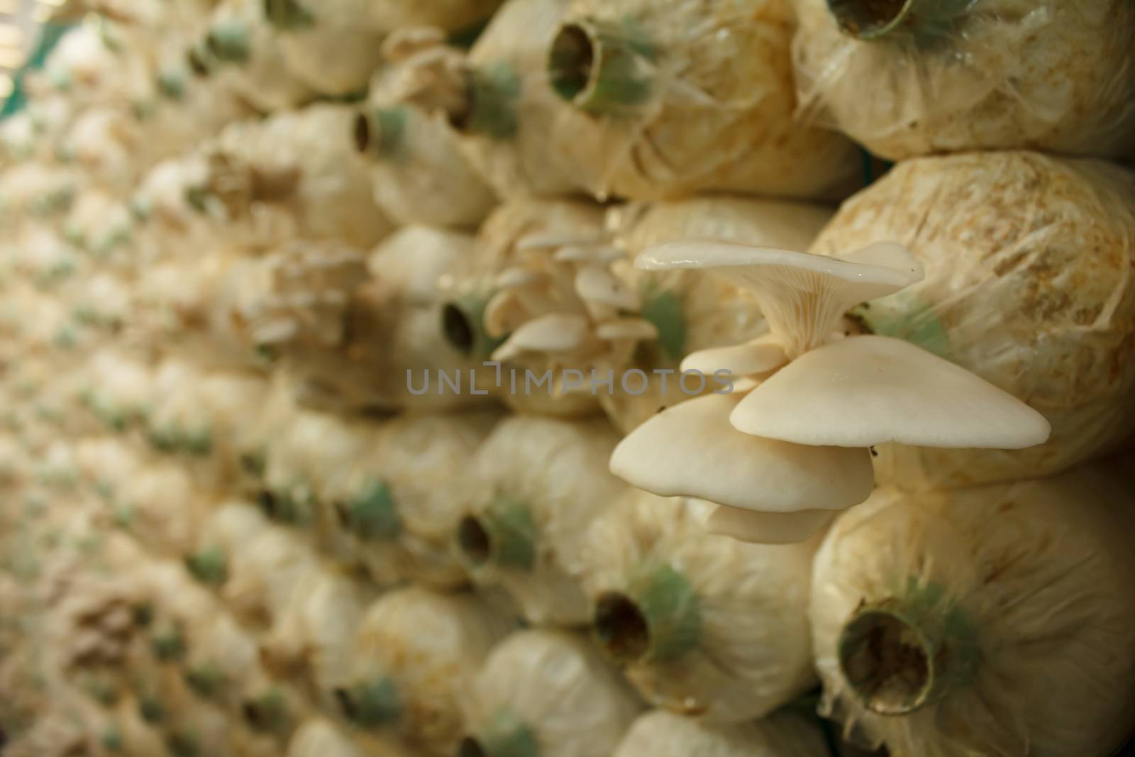 Stack of mushroom cubes in a close farm