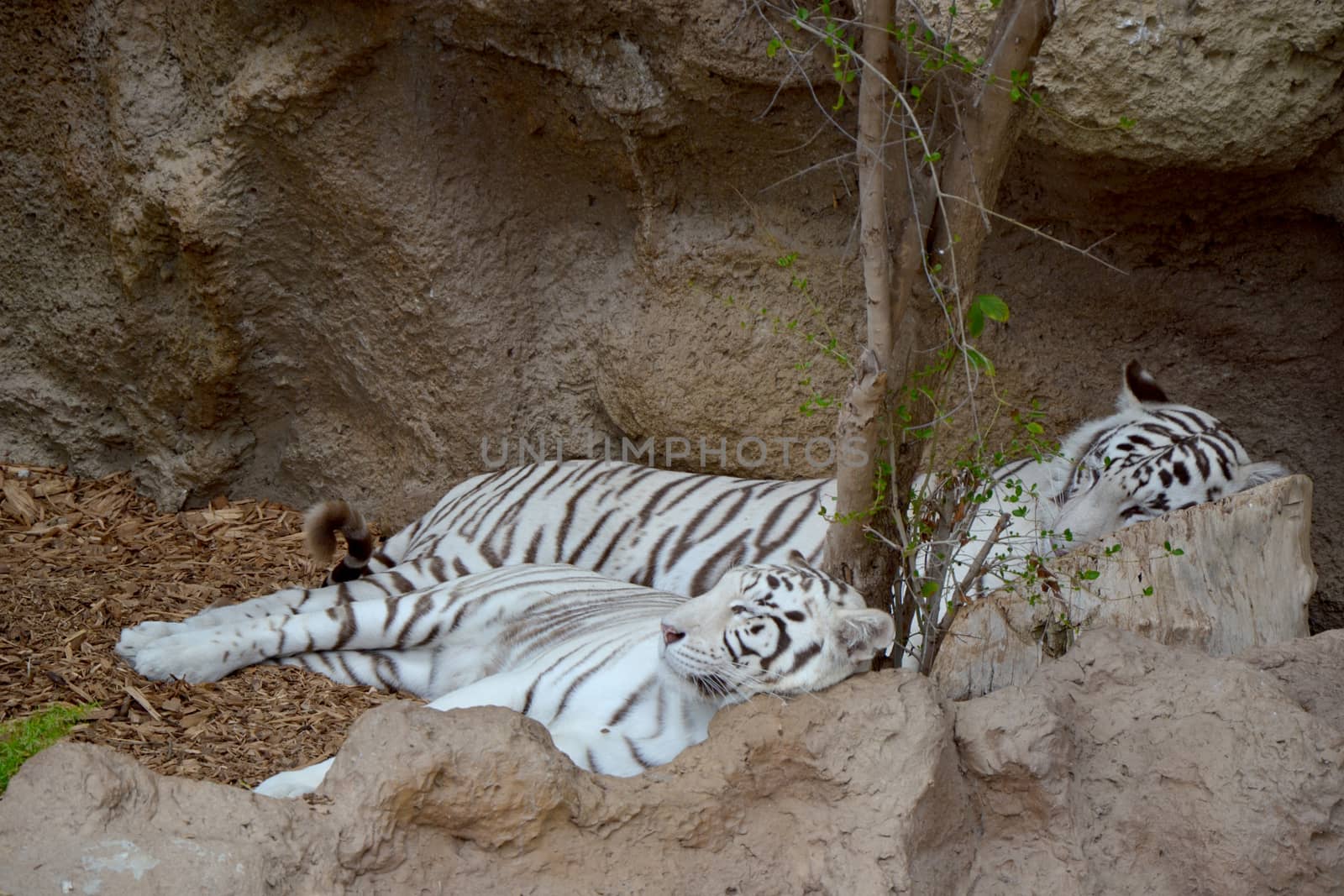 White tigers by ruv86