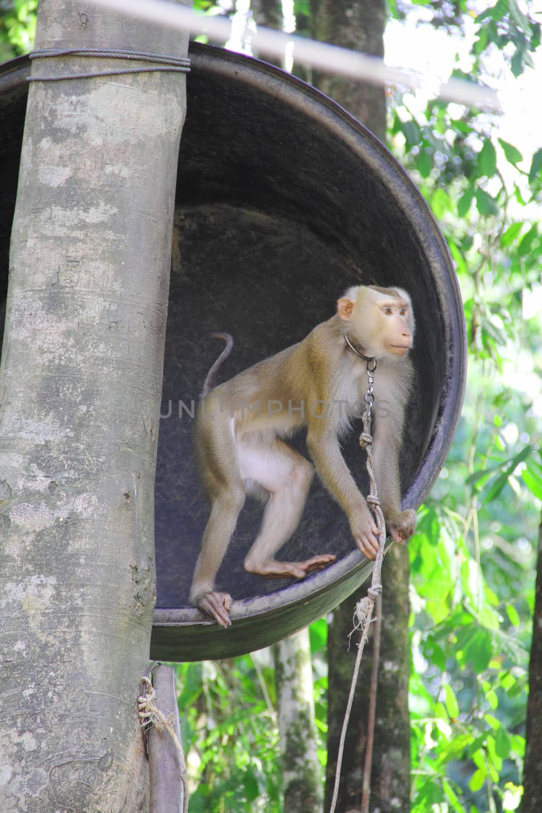 Monkey on tree in tropical forest close up