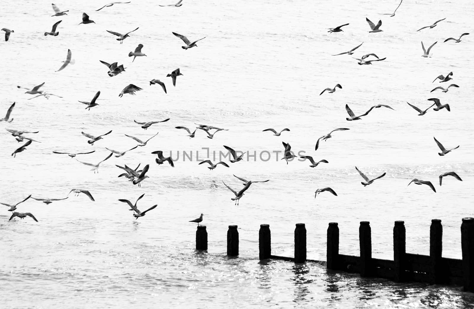 Seagulls flying in black and white