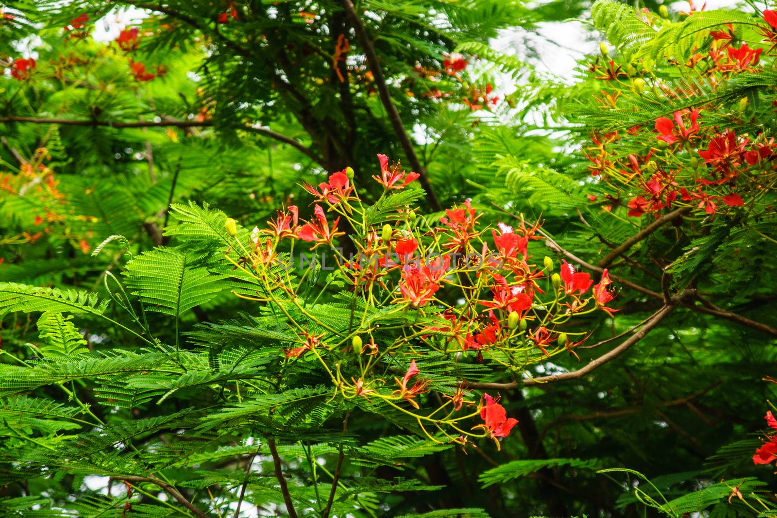 groups of flmae flower in the garden