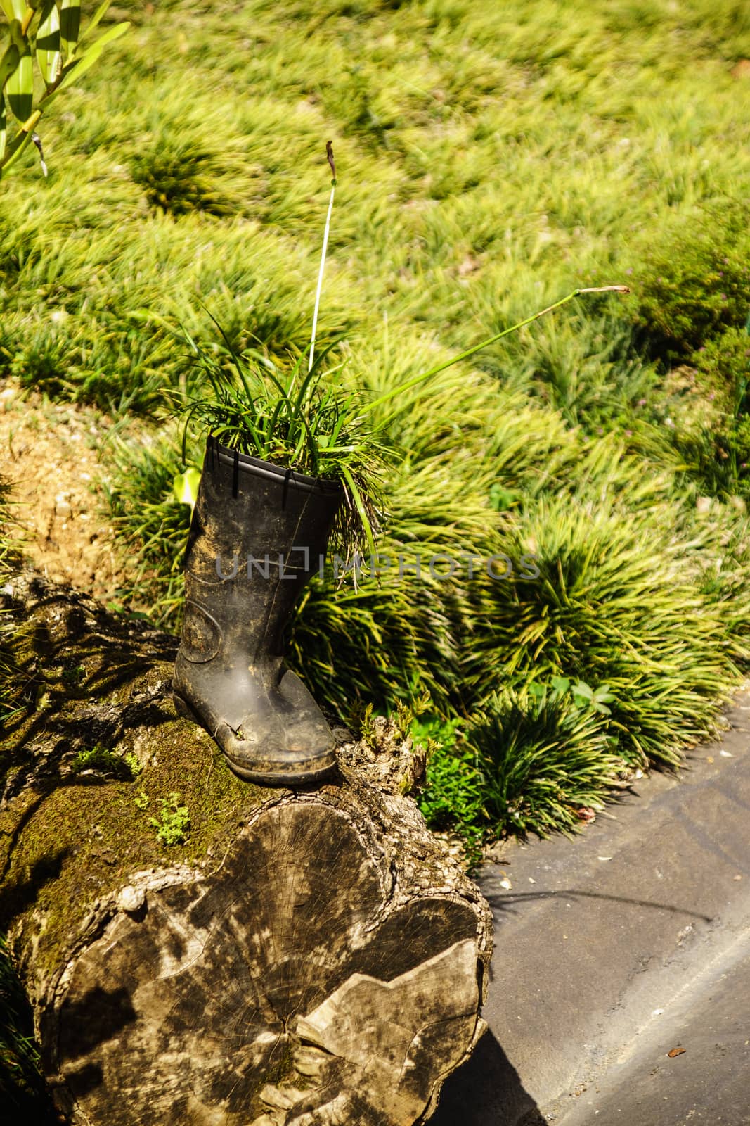 boot in garden by nattapatt