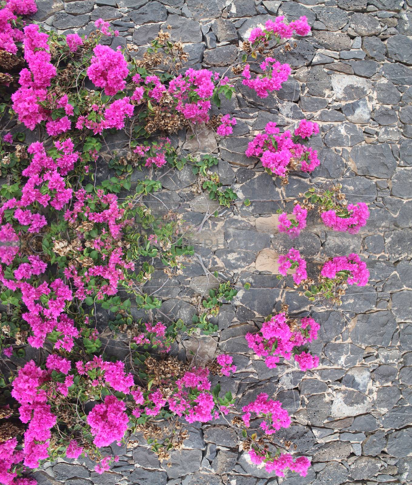 pink flowers on the stone wall. by JackyBrown