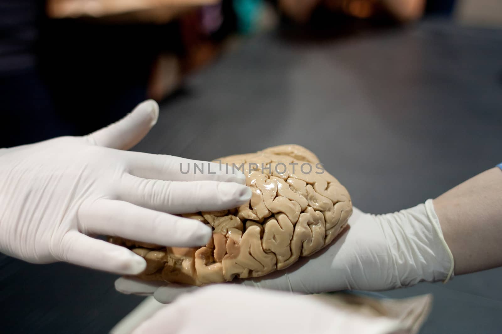 A gloved hand gently touches a human brain being held by another hand, at a science expo for kids. 