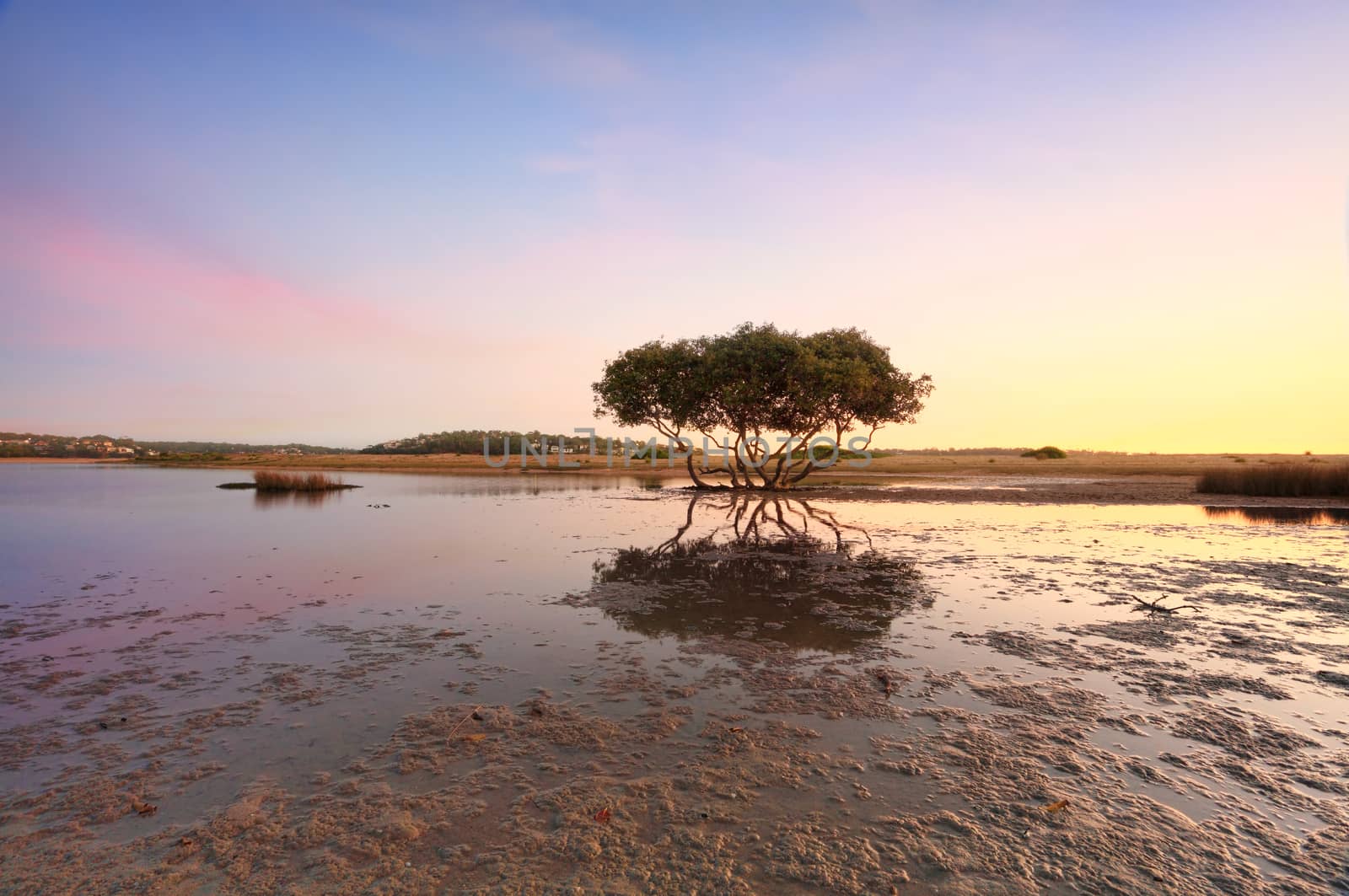 Lone mangrove tree at low tide