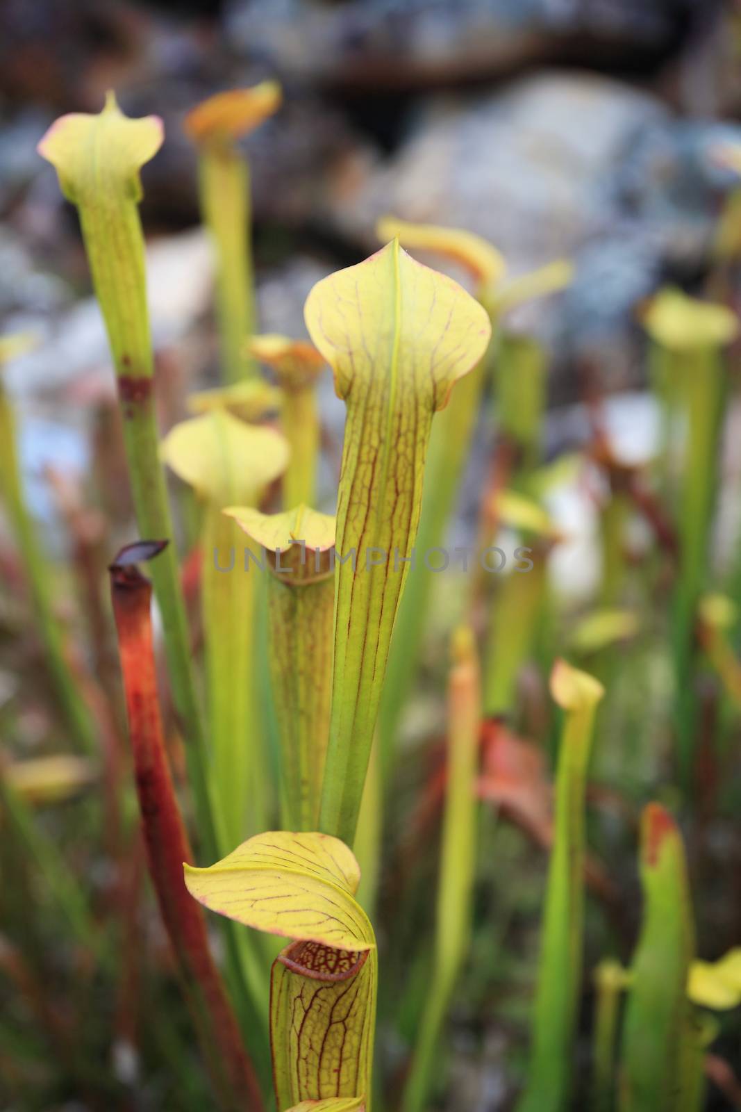 Yellow Trumpet Pitcher Sarracenia flava by lovleah