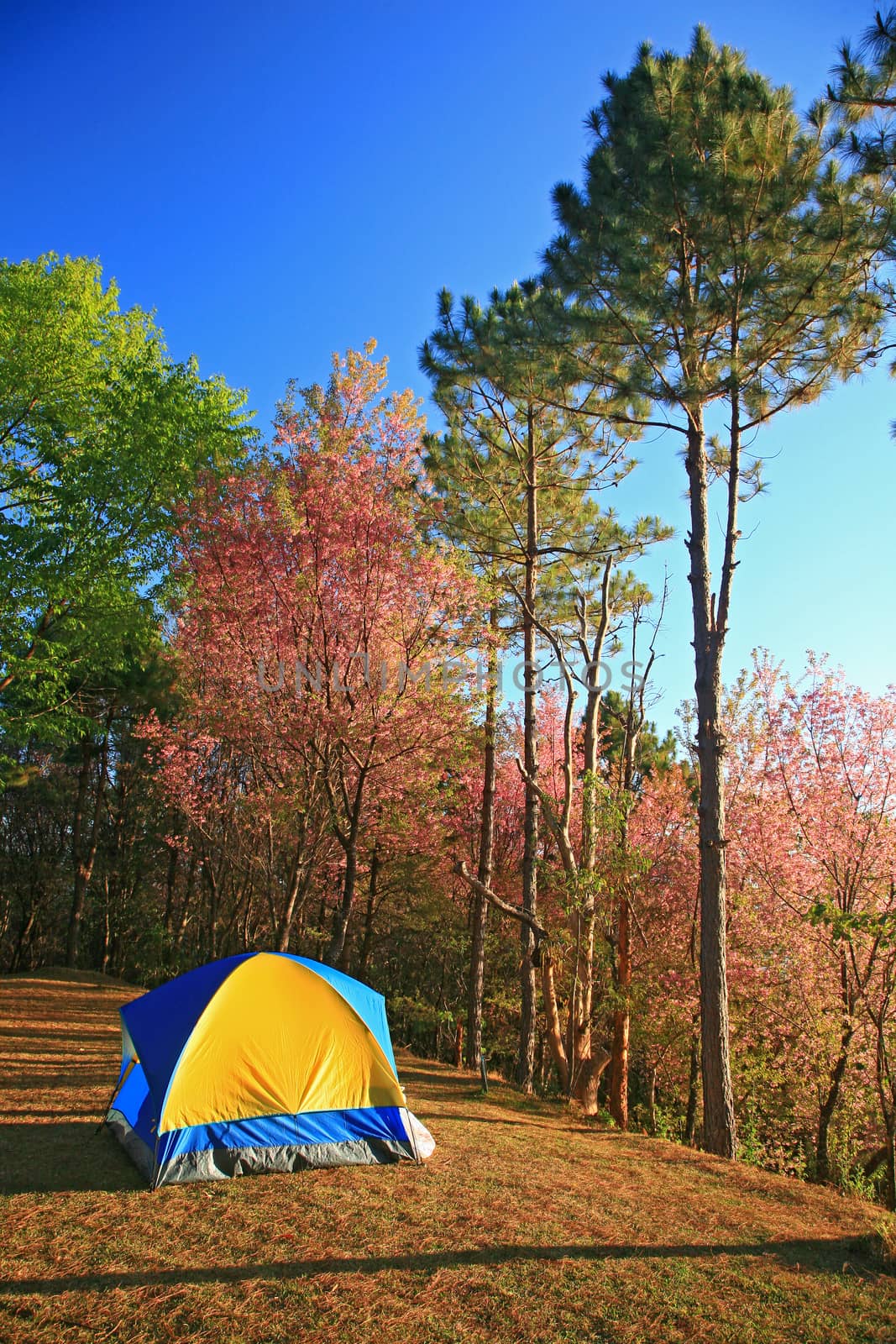 A tent on hill with Sakura pink flower on mountain in thailand, cherry blossom